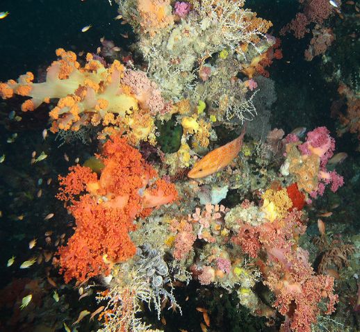 Custodia subacquea Sea & Sea per Canon